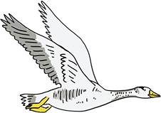 Gans | Illustratie Wendy Panders