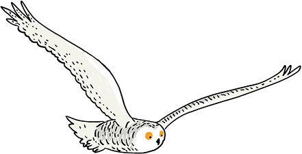 Sneeuwuil | Illustratie Wendy Panders