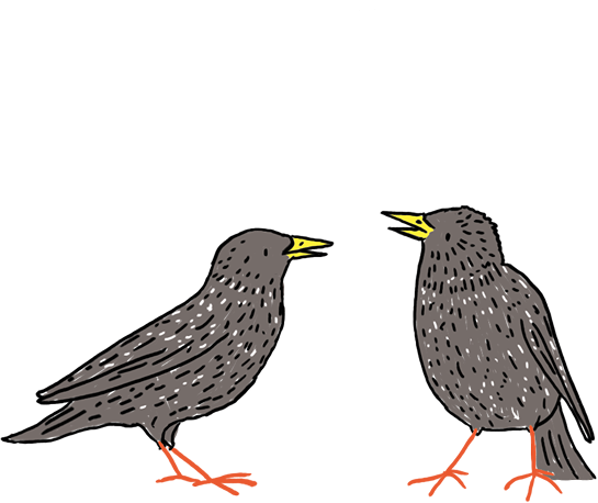 Spreeuwen | Illustratie Wendy Panders